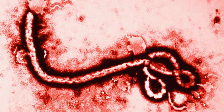 L'épidémie Ebola éradiquée au Nigeria - ảnh 1
