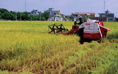 Elever la valeur des exportations de riz du Vietnam  - ảnh 1