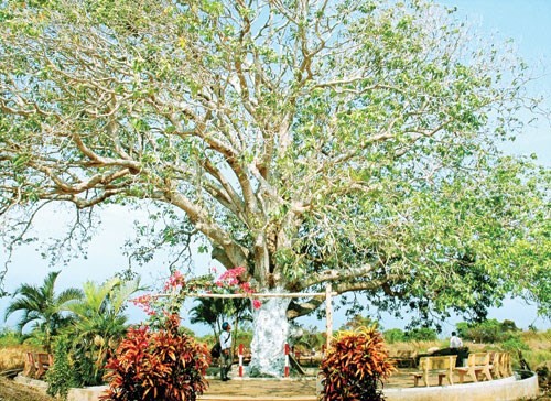 Bac Lieu : Un manguier de 300 ans reconnu «arbre patrimonial» du Vietnam - ảnh 1