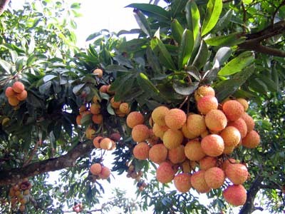 Longane et litchi, deux fruits exotiques raffinés - ảnh 2