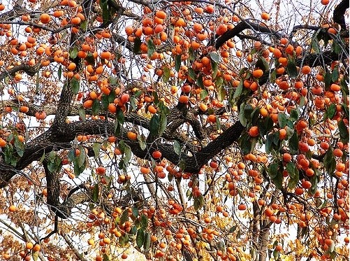 Le kaki - un fruit incontournable de l’automne - ảnh 5