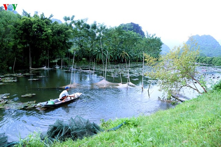 Début de la saison des fleurs de nénuphars sur le ruisseau Yên - ảnh 1