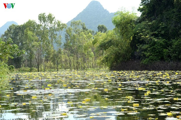 Début de la saison des fleurs de nénuphars sur le ruisseau Yên - ảnh 7