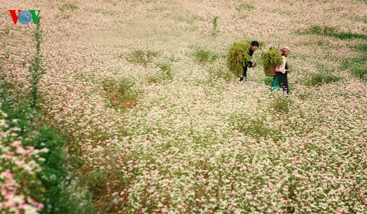 Laissez-vous éblouir par les fleurs de sarrasin de Ha Giang! - ảnh 2