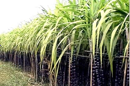 Deux plantes sucrières essentielles au Vietnam - ảnh 2