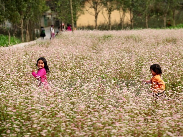 Les fleurs de sarrasin de Hà Giang à Hanoï  - ảnh 1