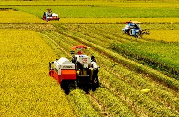 Accélérer la restructuration agricole pour un développement durable - ảnh 1