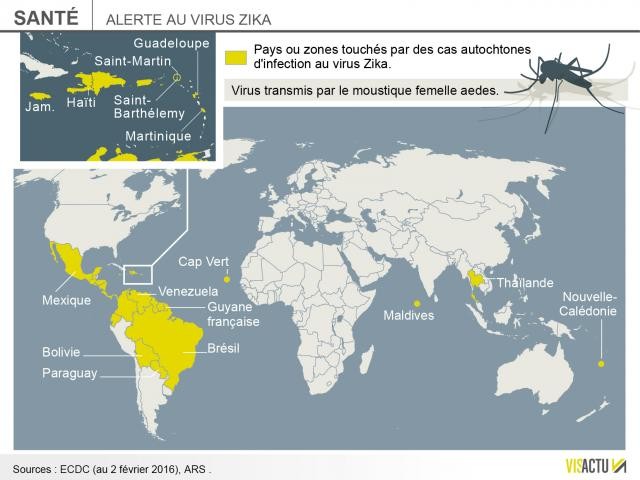 Zika : l’Europe crée un groupe d’experts  - ảnh 1