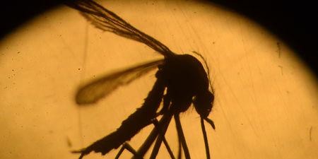 Le virus Zika provoque bien des syndromes de Guillain-Barré - ảnh 1