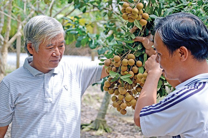Dông Thap : une fruticulture... fructueuse   - ảnh 1