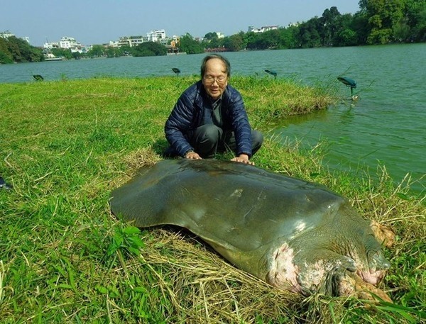 Animaux menacés d’extinction au Vietnam - ảnh 10