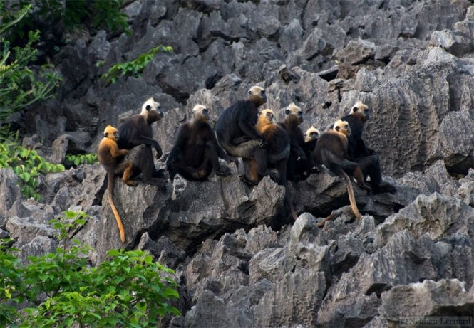 Animaux menacés d’extinction au Vietnam - ảnh 6