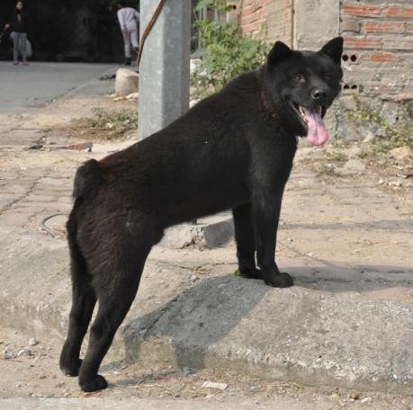 Quels sont les chiens vietnamiens? - ảnh 2