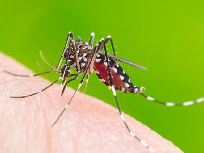 Les moustiques au Vietnam - ảnh 1