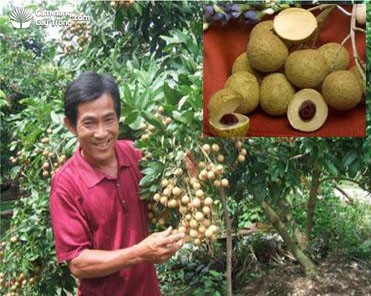 Variétés de longanes cultivées au Vietnam - ảnh 5