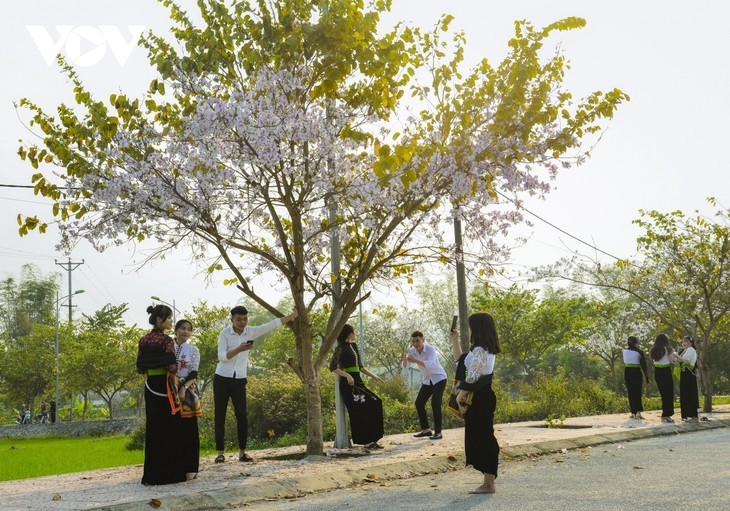 Diên Biên à la saison des fleurs de bauhinie - ảnh 7