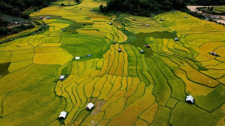 Saison dorée sur les rizières en terrasse de Kon Tum - ảnh 2