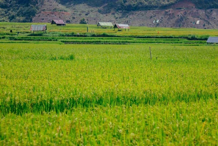 Saison dorée sur les rizières en terrasse de Kon Tum - ảnh 4