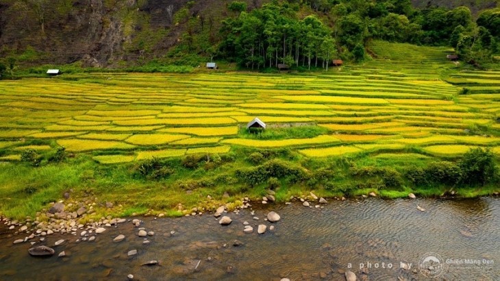 Saison dorée sur les rizières en terrasse de Kon Tum - ảnh 6