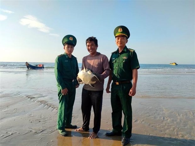 Rare sea turtle released back to wild - ảnh 1