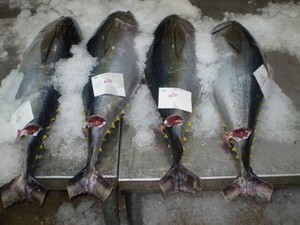 Lokakarya tentang pengelolaan ikan tuna Vietnam. - ảnh 1