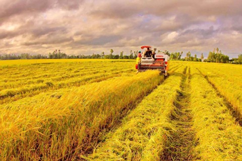 Mendorong kuat pengembangan pola “Sawah percontohan besar” dalam produksi pertanian - ảnh 1