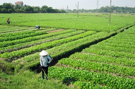 Mendorong kuat pengembangan pola “Sawah percontohan besar” dalam produksi pertanian - ảnh 4