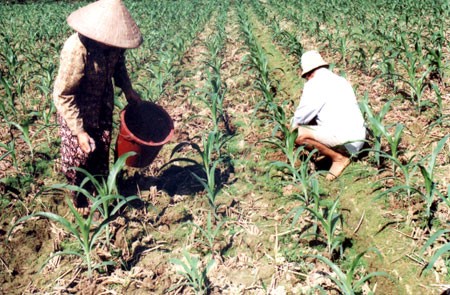 Bibit pohon yang membantu melepaskan diri  dari kemiskinan di provinsi Khanh Hoa - ảnh 3