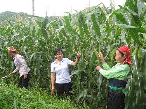 Kecamatan Chieng Xom membangun pedesaan baru - ảnh 3