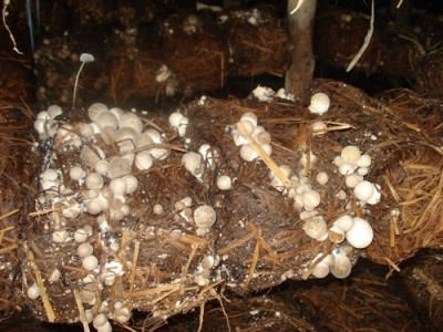 Menanam jamur, satu arah pengembangan produksi dan mencapai hasil-guna di kabupaten Kim Bang, provinsi Ha Nam - ảnh 4