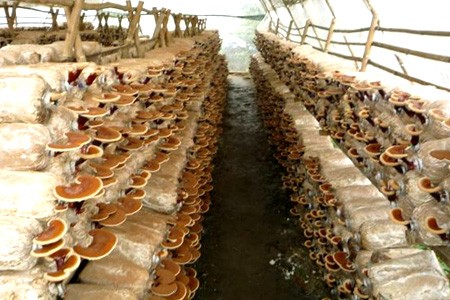 Menanam jamur, satu arah pengembangan produksi dan mencapai hasil-guna di kabupaten Kim Bang, provinsi Ha Nam - ảnh 1
