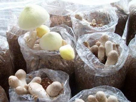 Menanam jamur, satu arah pengembangan produksi dan mencapai hasil-guna di kabupaten Kim Bang, provinsi Ha Nam - ảnh 3