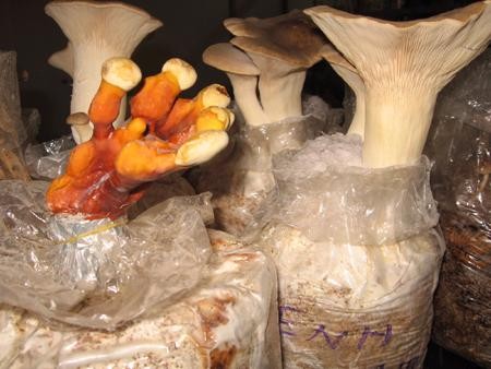 Menanam jamur, satu arah pengembangan produksi dan mencapai hasil-guna di kabupaten Kim Bang, provinsi Ha Nam - ảnh 2