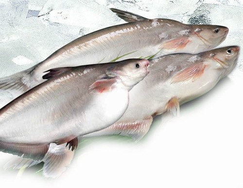 Mengenakan tarif anti dumping terhadap ikan Patin Vietnam adalah tidak adil - ảnh 1