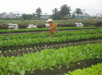 Perubahan setelah 3 tahun pembangunan pedesaan baru di kota Ho Chi Minh - ảnh 3