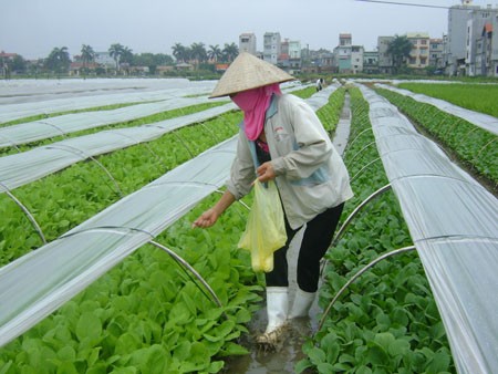 Himpunan Tani Vietnam menjadi poros dalam gerakan pembangunan pedesaan baru - ảnh 3