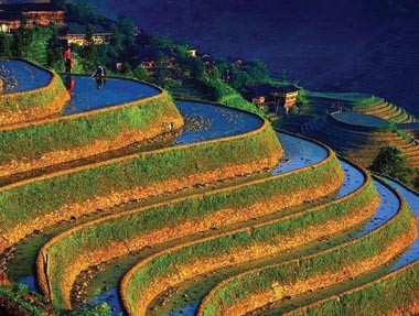 Budaya cocok tanam sawah terasering di daerah pegunungan Vietnam Utara - ảnh 4