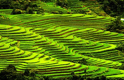 Budaya cocok tanam sawah terasering di daerah pegunungan Vietnam Utara - ảnh 3
