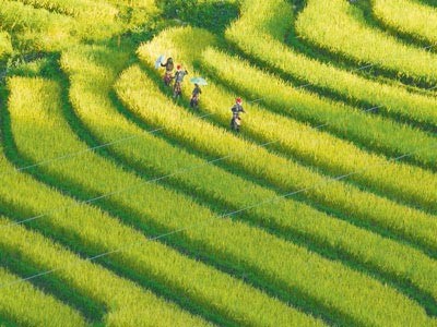 Budaya cocok tanam sawah terasering di daerah pegunungan Vietnam Utara - ảnh 2