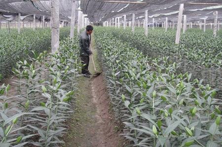 Membangun daerah produksi hasil pertanian titik berat: Cara  baik yang dilakukan provinsi Quang Ninh - ảnh 2
