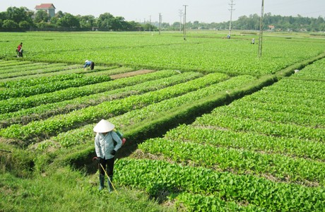 Membangun daerah produksi hasil pertanian titik berat: Cara  baik yang dilakukan provinsi Quang Ninh - ảnh 1