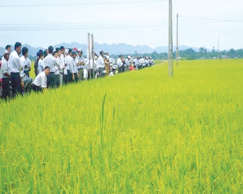 Perusahaan Umum Persero Material Pertanian provinsi Nghe An, badan usaha yang turut membangun pedesaan baru - ảnh 2