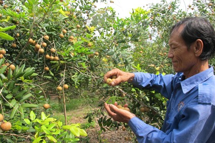 Mengembangkan ekonomi pekarangan melalui pola penanaman pohon kelengkeng menurut arah VietGap - ảnh 2