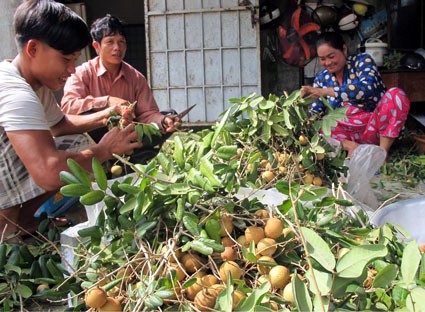 Mengembangkan ekonomi pekarangan melalui pola penanaman pohon kelengkeng menurut arah VietGap - ảnh 1