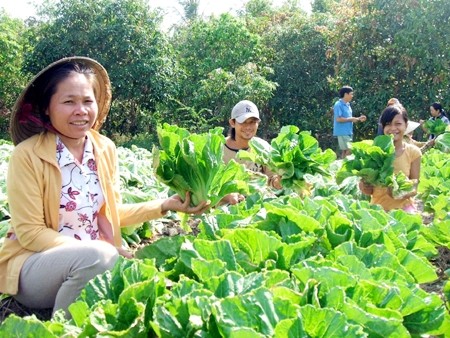 Warga etnis minoritas Khmer mengembangkan ekonomi dengan menggeser pohon tanaman - ảnh 2