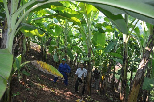 “Pola menanam pohon pisang di kabupaten Yen Chau, provinsi Son La membantu rakyat lepas dari kemiskinan - ảnh 1
