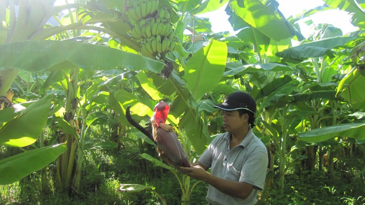 “Pola menanam pohon pisang di kabupaten Yen Chau, provinsi Son La membantu rakyat lepas dari kemiskinan - ảnh 2