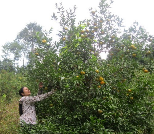 Kaum tani provinsi Bac Kan mengurangi kemiskinan dengan mengubah struktur pohon tanaman - ảnh 1