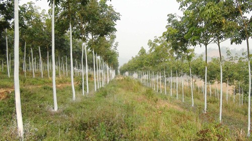 Pohon karet menghijaukan daerah perbukitan Yen Bai - ảnh 1
