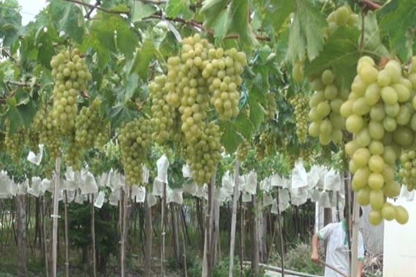 Kaum tani provinsi Ninh Thuan menanam pohon anggur untuk berkembang secara berkesinambungan - ảnh 1